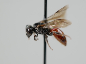  (Sphecodes prophorus - OSAC_0001301829)  @11 [ ] CreativeCommons  Attribution (by) (2024) Pollinator Health Lab Oregon State University