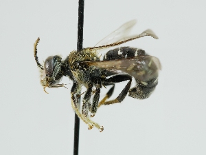  ( - OSAC_0001302957)  @11 [ ] CreativeCommons  Attribution (by) (2024) Pollinator Health Lab Oregon State University