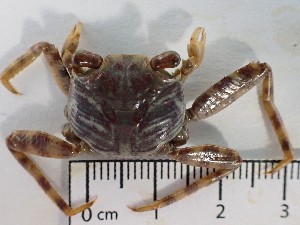  (Leptograpsus - MR29_1)  @11 [ ] Attribution by J. Groeneveld (2025) J. Groeneveld Oceanographic Research Institute
