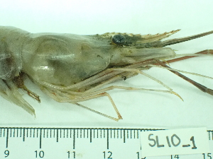  ( - SL10_1)  @11 [ ] Attribution by J. Groeneveld (2025) J. Groeneveld Oceanographic Research Institute