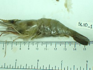  ( - SL10_1)  @11 [ ] Attribution by J. Groeneveld (2025) J. Groeneveld Oceanographic Research Institute