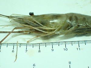  ( - SL10_1)  @11 [ ] Attribution by J. Groeneveld (2025) J. Groeneveld Oceanographic Research Institute