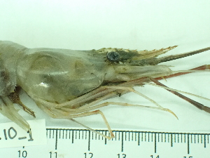  ( - SL10_1)  @11 [ ] Attribution by J. Groeneveld (2025) J. Groeneveld Oceanographic Research Institute