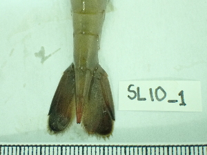  ( - SL10_1)  @11 [ ] Attribution by J. Groeneveld (2025) J. Groeneveld Oceanographic Research Institute