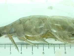  ( - SL10_2)  @11 [ ] Attribution by J. Groeneveld (2025) J. Groeneveld Oceanographic Research Institute