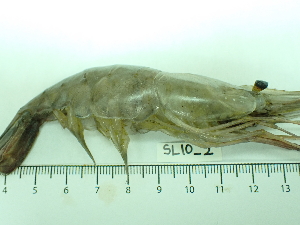  ( - SL10_2)  @11 [ ] Attribution by J. Groeneveld (2025) J. Groeneveld Oceanographic Research Institute