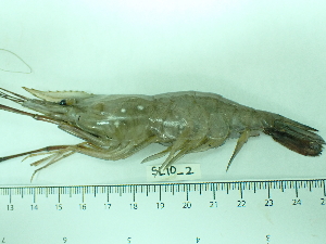  ( - SL10_2)  @11 [ ] Attribution by J. Groeneveld (2025) J. Groeneveld Oceanographic Research Institute