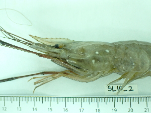  ( - SL10_2)  @11 [ ] Attribution by J. Groeneveld (2025) J. Groeneveld Oceanographic Research Institute