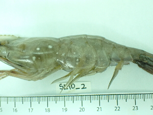  ( - SL10_2)  @11 [ ] Attribution by J. Groeneveld (2025) J. Groeneveld Oceanographic Research Institute