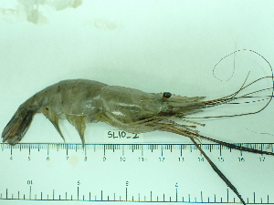  ( - SL10_2)  @11 [ ] Attribution by J. Groeneveld (2025) J. Groeneveld Oceanographic Research Institute