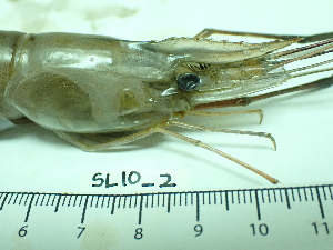  ( - SL10_2)  @11 [ ] Attribution by J. Groeneveld (2025) J. Groeneveld Oceanographic Research Institute