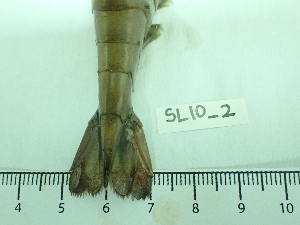  ( - SL10_2)  @11 [ ] Attribution by J. Groeneveld (2025) J. Groeneveld Oceanographic Research Institute