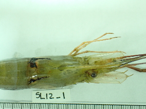  ( - SL12_1)  @11 [ ] Attribution by J. Groeneveld (2025) J. Groeneveld Oceanographic Research Institute