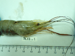  ( - SL12_1)  @11 [ ] Attribution by J. Groeneveld (2025) J. Groeneveld Oceanographic Research Institute