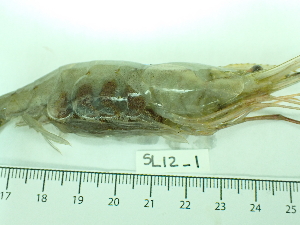  ( - SL12_1)  @11 [ ] Attribution by J. Groeneveld (2025) J. Groeneveld Oceanographic Research Institute