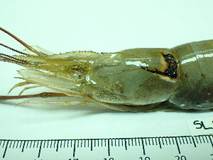  ( - SL12_1)  @11 [ ] Attribution by J. Groeneveld (2025) J. Groeneveld Oceanographic Research Institute