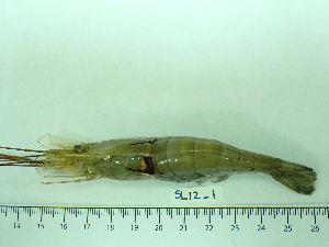  ( - SL12_1)  @11 [ ] Attribution by J. Groeneveld (2025) J. Groeneveld Oceanographic Research Institute