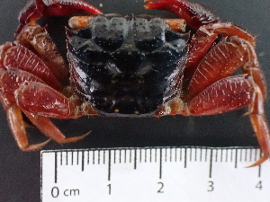  (Parasesarma capensis - SL9_2)  @11 [ ] Attribution by J. Groeneveld (2025) J. Groeneveld Oceanographic Research Institute
