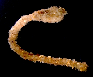  (Sphenopus - ESS-B-1041)  @11 [ ] cc-by-sa (2024) Oceanographic Research Institute Oceanographic Research Institute