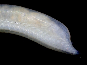  ( - ESS-B-1076)  @11 [ ] cc-by-sa (2024) Oceanographic Research Institute Oceanographic Research Institute