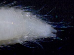  ( - ESS-B-1077)  @11 [ ] cc-by-sa (2024) Oceanographic Research Institute Oceanographic Research Institute