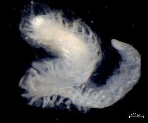  ( - ESS-B-18)  @11 [ ] cc-by-sa (2024) Oceanographic Research Institute Oceanographic Research Institute