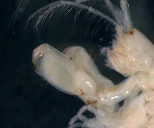 ( - ESS-B-366)  @11 [ ] cc-by-sa (2024) Oceanographic Research Institute Oceanographic Research Institute