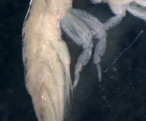 (Chevalia aviculae - ESS-B-366)  @11 [ ] cc-by-sa (2024) Oceanographic Research Institute Oceanographic Research Institute