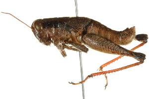  (Melanoplus scudderi group - BIOUG02003-G12)  @14 [ ] CreativeCommons - Attribution (2012) CBG Photography Group Centre for Biodiversity Genomics