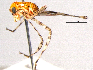  ( - BIOUG02005-B04)  @12 [ ] CreativeCommons - Attribution (2012) CBG Photography Group Centre for Biodiversity Genomics