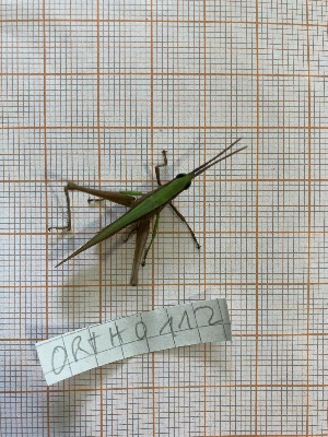  ( - ORTH0112)  @11 [ ] No Rights Reserved (2024) Nico Bluthgen Technische Universitat Darmstadt