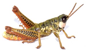  (Aspidophyma subaptera - MECN_FC_1077)  @11 [ ] CC-BY-NC-ND (2024) Instituto Nacional de Biodiversidad, Ecuador Instituto Nacional de Biodiversidad, Ecuador