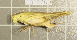  ( - 1012260)  @11 [ ] Unspecified (default): All Rights Reserved (2022) Unspecified Institute of Ecology, Ilia State University