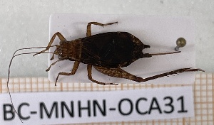  (Lerneca fuscipennis - BC-MNHN-OCA31)  @11 [ ] Creative Commons (2023) Rodolphe Rougerie Museum national d'Histoire naturelle