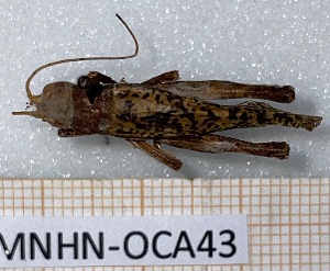  (Tafaliscinae - BC-MNHN-OCA43)  @11 [ ] Creative Commons (2023) Rodolphe Rougerie Museum national d'Histoire naturelle