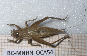  ( - BC-MNHN-OCA54)  @11 [ ] Creative Commons (2023) Rodolphe Rougerie Museum national d'Histoire naturelle