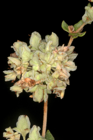  (Eriogonum tomentosum - OSBAR000001)  @11 [ ] Copyright (2014) Florida Museum of Natural History Florida Museum of Natural History