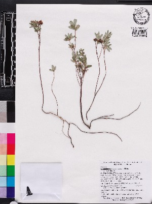  (Helianthemum corymbosum - OSBAR000024)  @11 [ ] Copyright (2014) Florida Museum of Natural History Florida Museum of Natural History