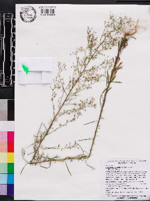  ( - OSBAR000062)  @11 [ ] Copyright (2014) Florida Museum of Natural History Florida Museum of Natural History