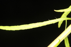  ( - OSBAR000062)  @11 [ ] Copyright (2014) Florida Museum of Natural History Florida Museum of Natural History