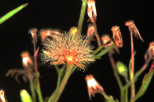  ( - OSBAR000062)  @11 [ ] Copyright (2014) Florida Museum of Natural History Florida Museum of Natural History