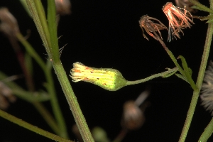  ( - OSBAR000062)  @11 [ ] Copyright (2014) Florida Museum of Natural History Florida Museum of Natural History