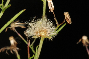  ( - OSBAR000062)  @11 [ ] Copyright (2014) Florida Museum of Natural History Florida Museum of Natural History
