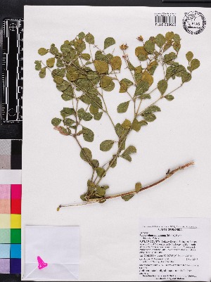  (Pediomelum canescens - OSBAR000071)  @11 [ ] Copyright (2014) Florida Museum of Natural History Florida Museum of Natural History
