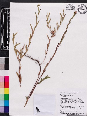  (Ludwigia suffruticosa - OSBAR000073)  @11 [ ] Copyright (2014) Florida Museum of Natural History Florida Museum of Natural History