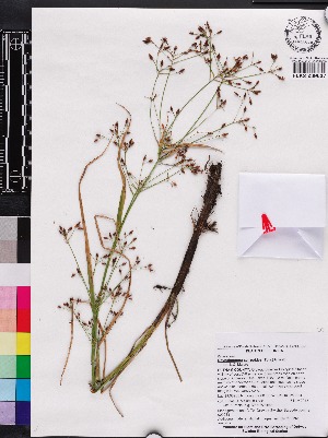  (Rhynchospora scirpoides - OSBAR000083)  @11 [ ] Copyright (2014) Florida Museum of Natural History Florida Museum of Natural History