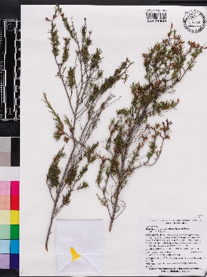  (Hypericum brachyphyllum - OSBAR000086)  @11 [ ] Copyright (2014) Florida Museum of Natural History Florida Museum of Natural History