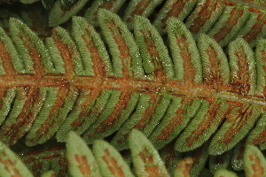  (Woodwardia virginica - OSBAR000130)  @11 [ ] Copyright (2014) Florida Museum of Natural History Florida Museum of Natural History