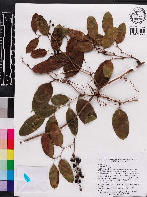  (Smilax laurifolia - OSBAR000133)  @11 [ ] Copyright (2014) Florida Museum of Natural History Florida Museum of Natural History