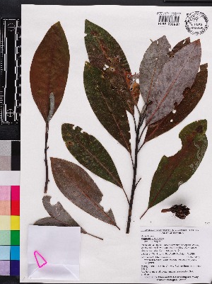  (Magnolia virginiana - OSBAR000134)  @11 [ ] Copyright (2014) Florida Museum of Natural History Florida Museum of Natural History